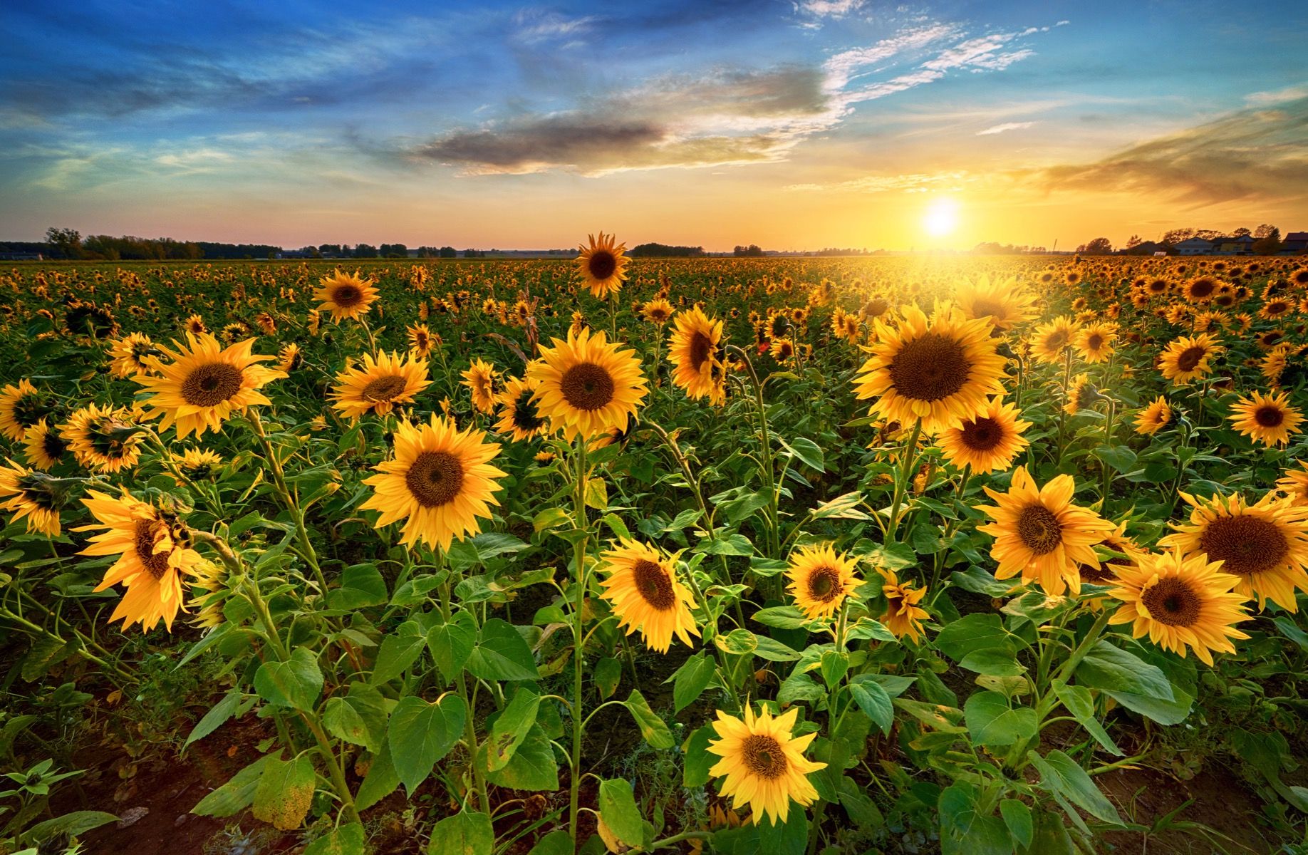 Hermoso campo de girasoles 