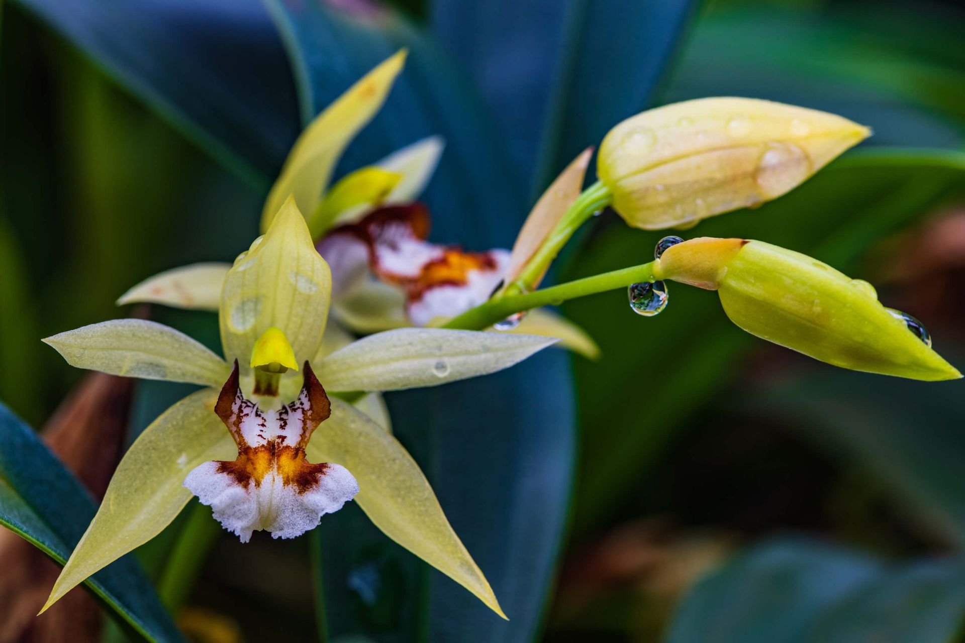 Orquídea amarilla salvaje PapelPintado.com