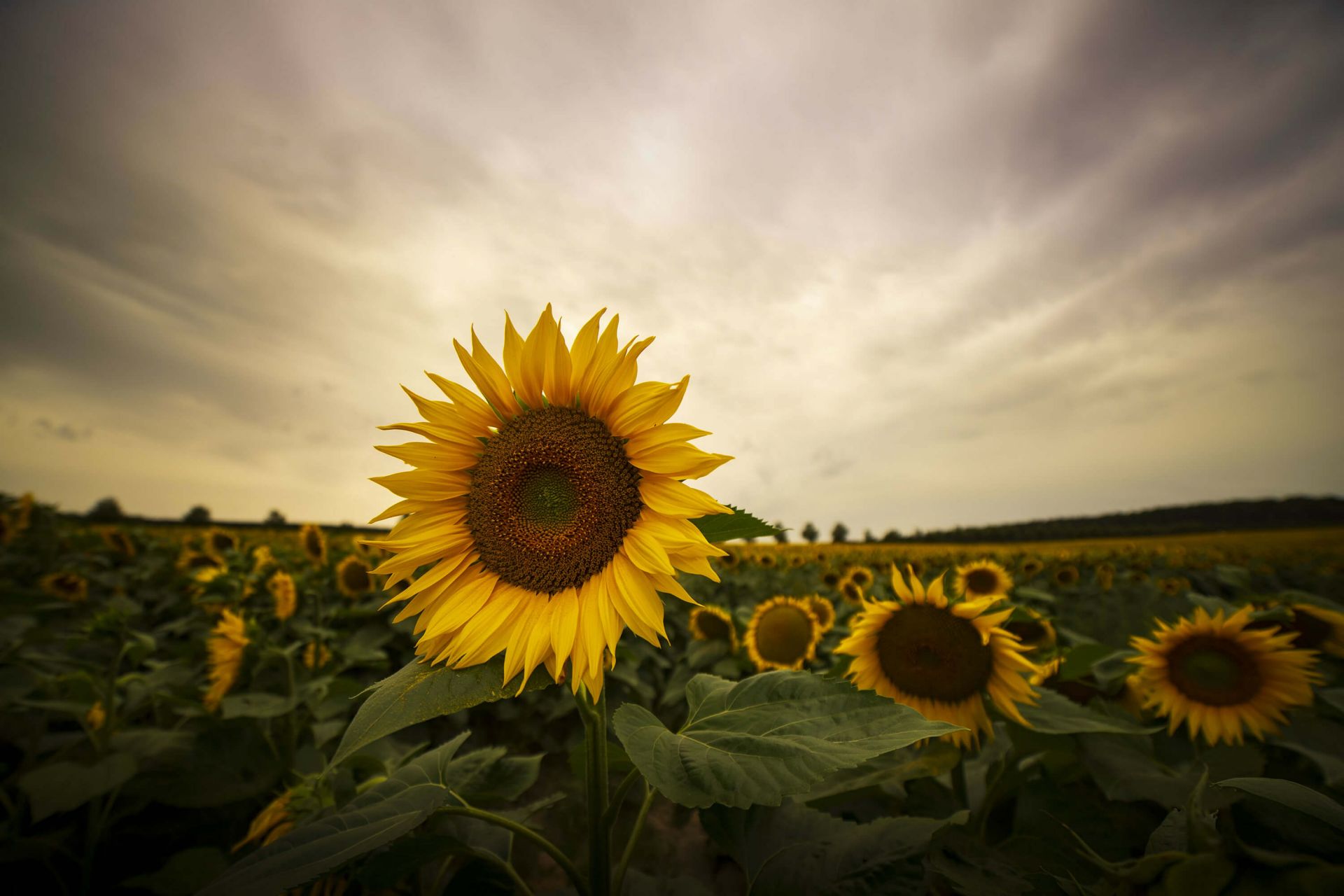 Primer plano de un girasol 